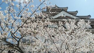 3月27日訪問　満開の桜楽しみました