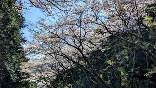 渋滞無しの箱根お花見