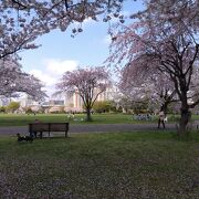 桜が綺麗な住民の憩いの場