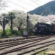 桜まつり期間で賑わう