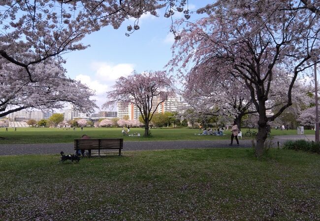 桜が綺麗な住民の憩いの場