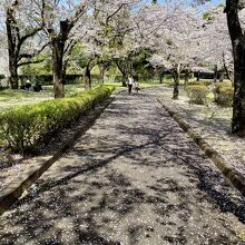 パターゴルフ場への桜並木