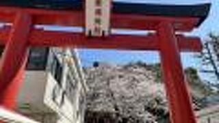 桜が綺麗でしたよ。