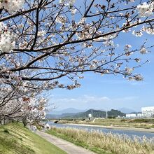 野口橋先の桜並木
