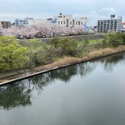 樽綱橋から桜並木を見る