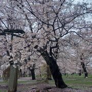 たくさんの桜の木が植わっていた公園