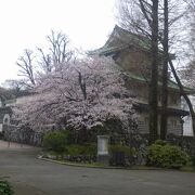 桜が綺麗に咲いていました