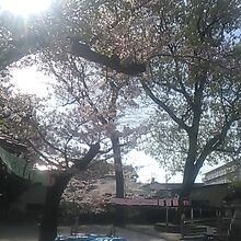 境内の桜の様子