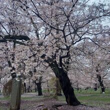 公園の桜の木