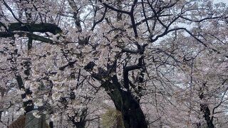たくさんの桜の木が植わっていた公園