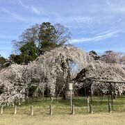 枝垂れ桜の銘木が満開！