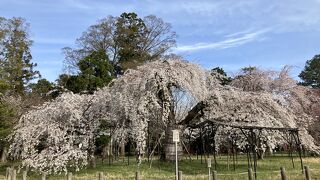 枝垂れ桜の銘木が満開！