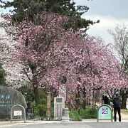 植物園西側の加茂川の桜みち