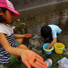 水辺の生き物が沢山出始めていた。