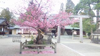 境内の真ん中で紅梅が綺麗に咲く素敵な神社でした