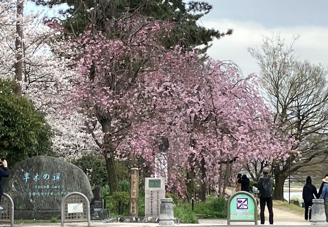 植物園西側の加茂川の桜みち
