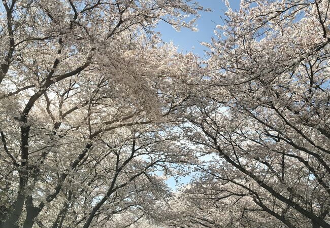 鍋田川堤桜並木