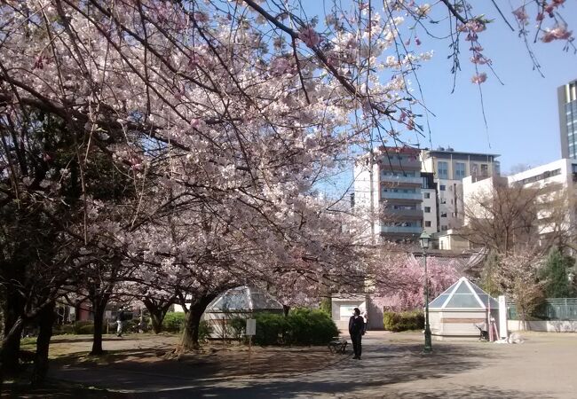 中央区の巨大スポーツ施設も公園内