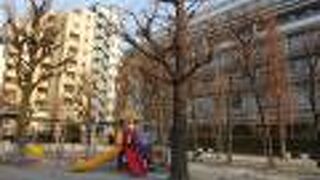 大きな樹木がたくさん