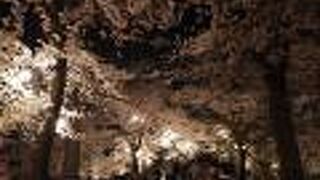 愛知県一のお花見の名所だと思う