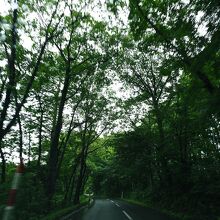 鬱蒼とした木々が包み込むように道路上を覆っていた