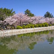 桑名にある桜の名所