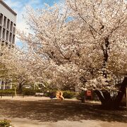 大きな桜