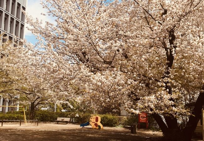 大きな桜