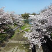 今年も桜の木の下で