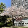 高輪　桜まつり