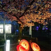 和笠と桜のコラボが素敵でした