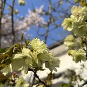 「黄桜」が咲いていました