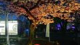 和笠と桜のコラボが素敵でした