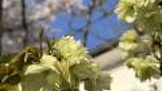 「黄桜」が咲いていました