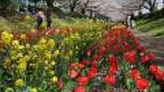 桜とチューリップの共演