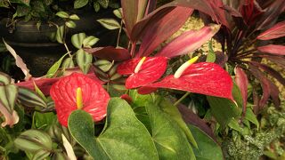 広大な植物公園