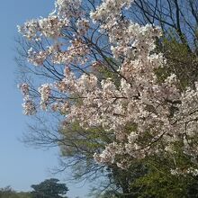 陽当たりの良い園内には、桜の木が多い。