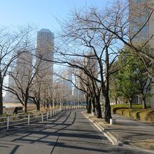 桜の木が何本も植えられていました。
