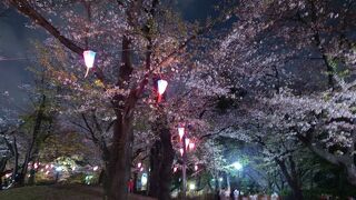 夜も花見客で賑わっていました。