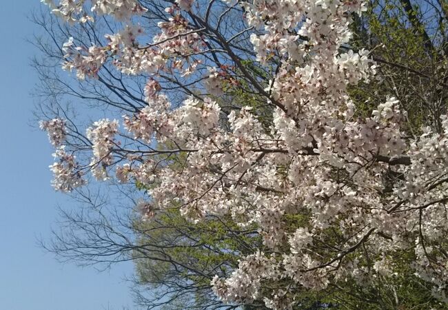 今年は、春が早く、桜は散り始め、ツツジが満開