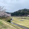ダム湖周辺の桜を見に行きました。