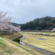 ダム湖周辺の桜の様子です。