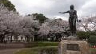 美しい桜を楽しみました