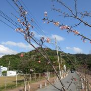 1月に 桜が咲きます