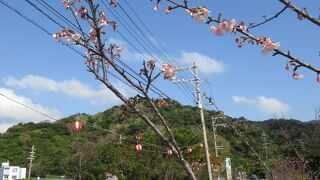 1月に 桜が咲きます