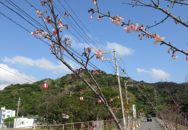 1月に 桜が咲きます
