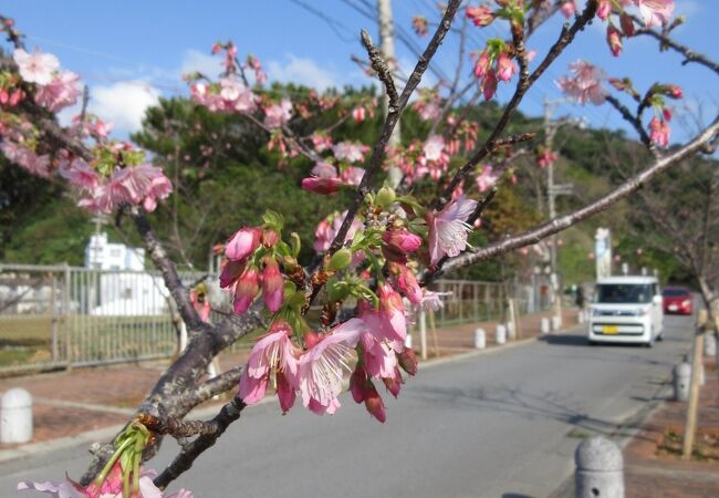 1月の桜、見ごたえあり