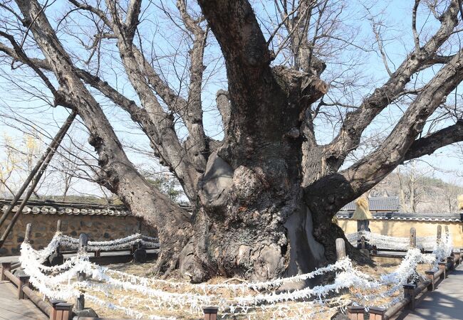 けやきの大木