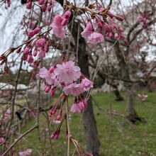 明るい色で蕾もあり今が最高な感じです。