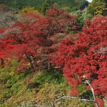 橋の上から見る紅葉並木